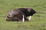 Cattle Egretborder=